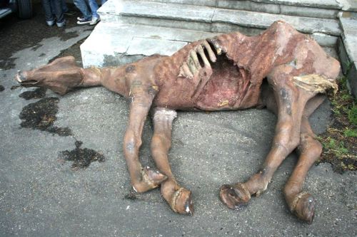 2505 - cadavere umano.jpg_product